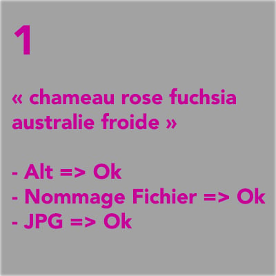 chameau-rose-fuschia-australie-froide